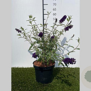Buddleja d. 'Black Knight' 40-60 cm 3,0L