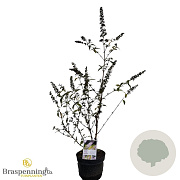 Buddleja d. Pink Panther 30-40 cm 3,0L