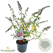 Buddleja weyer. 'Flower Power' 30-40 cm 3,0L