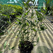 Caryopteris cland. 'Heavenly Blue' 30-40 cm 3,0L