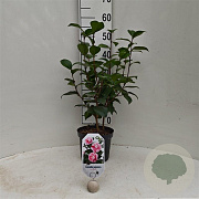 Camellia j. 'Bonomiana' 40-50 cm 3,0L