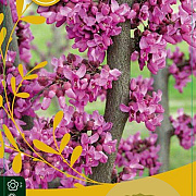 Cercis canadensis 30-40 cm 3,0L