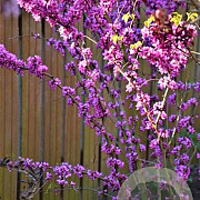 Cercis chinensis 30-40 cm 3,0L