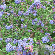 Ceanothus 'Dark Star' 30-40 cm 3,0L