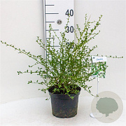 Ceanothus thyr. 'Millerton Point' 30-40 cm 3,0L