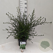 Ceanothus thyr. 'Millerton Point' 30-40 cm 5,0L struik