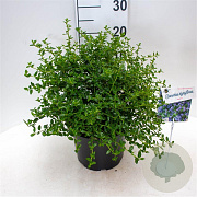 Ceanothus thyrsiflorus repens 40-50 cm 5,0L
