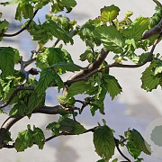 Corylus a. Medusa 60-80 cm 5,0L