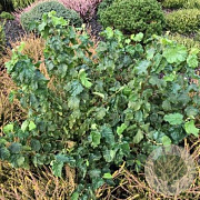 Corylus a. 'Scooter' 60-80 cm 5,0L