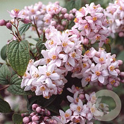 Deutzia hybrida 'Mont Rose' 40-50 cm 5,0L