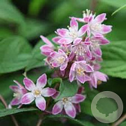 Deutzia hybrida 'Tourbillon Rouge' 40-50 cm 5,0L