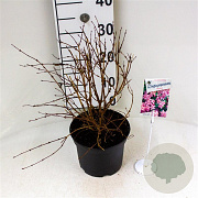 Deutzia purp. 'Kalmiiflora' 30-40 cm 3,0L