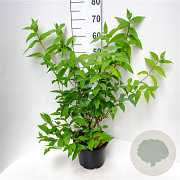Deutzia Raspberry Sundae 40-50 cm 5,0L