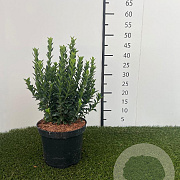 Euonymus jap. 'Green Spire' 30-40 cm 3,0L