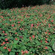 Fragaria 'Stickbolwi' GM P9