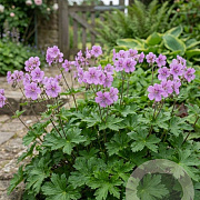 Geranium nodosum 'Simon' GM P9