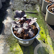Heuchera 'Obsidian' GM 2,0L