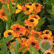 Helenium 'Sahin's Early Flowerer' GM P9