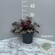 Heuchera 'Silver Scrolls' GM 2,0L