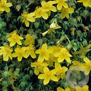 Hypericum dummeri 'Peter Dummer' GM 2,0L