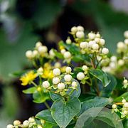 Hypericum Miracle Blizz 30-40 cm 3,0L