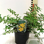 Hypericum moserianum GM 2,0L