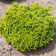 Ilex crenata 'Twiggy' 40-50 cm 5,0L