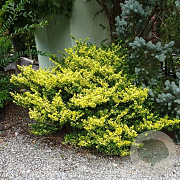 Ilex crenata 'Golden Gem' 40-50 cm 5,0L