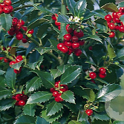 Ilex meserv. 'Hachfee' 40-50 cm 5,0L