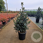 Ilex meserv. Heckenblau 40-50 cm 5,0L