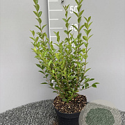 Ligustrum ovalifolium 30-40 cm 3,0L