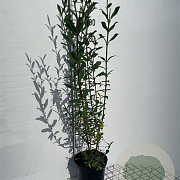 Ligustrum vulg. 'Atrovirens' 100-125 cm 5,0L