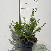 Lonicera nit. 'Elegant' GM 2,0L