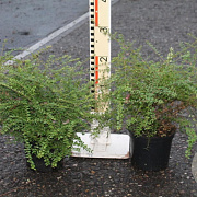 Lonicera nitida GM 1.5