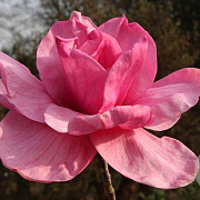 Magnolia Felix Jury 50-60 cm 3,0L
