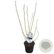 Magnolia kobus 40-50 cm 3,0L