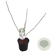Magnolia loebneri 'Merrill' 40-50 cm 3,0L