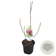 Magnolia l. 'Nigra' 40-50 cm 3,0L