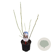 Magnolia soulangeana 40-50 cm 3,0L