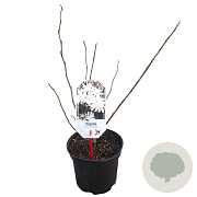 Magnolia st. 'Royal Star' 40-50 cm 3,0L