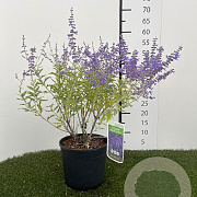 Perovskia 'Blue Spire' 30-40 cm 3,0L