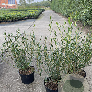 Phillyrea angustifolia 40-50 cm 3,0L
