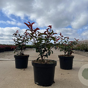Photinia fraseri Carré Rouge 30-40 cm 3,0L