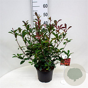 Photinia fraseri Carré Rouge 40-50 cm 5,0L