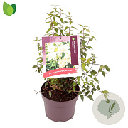 Philadelphus 'Lemoinei' 30-40 cm 3,0L