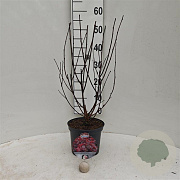 Physocarpus opulif. Lady in Red 30-40 cm 3,0L