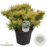 Pieris jap. 'Cupido' 40-50 cm 10L