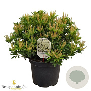 Pieris jap. 'Debutante' 40-50 cm 10L