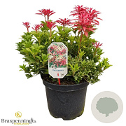 Pieris jap. 'Mountain Fire' 40-50 cm 10L