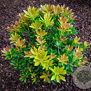 Pieris jap. 'Temple Bells' 40-50 cm 10L